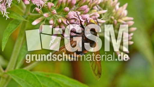 Hornissen-Schwebfliege (2).jpg